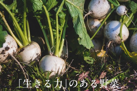 【毎月定期便】【フードロス対応・規格外野菜利用】有機野菜　シェフMセット　オーガニック野菜 全6回 6737