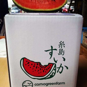 【ふるさと納税】数量限定 糸島産温室栽培 虎太郎西瓜（こたろうすいか）【スイカ 甘い ジューシー シャリシャリ】 [AIC002]