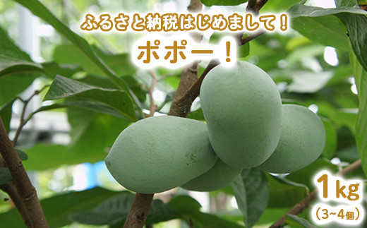 
            【先行予約】ふるさと納税はじめまして！ポポー！1kg入（3個から4個入） ※北海道・沖縄・離島への配送不可 ※2025年8月下旬～9月下旬頃に順次発送予定
          