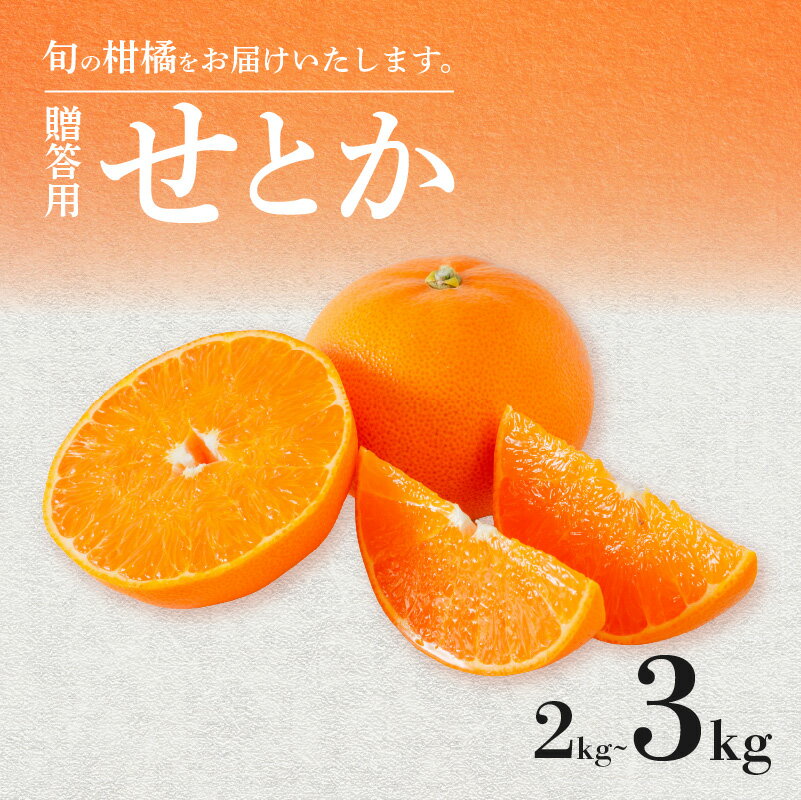 【ふるさと納税】 せとか 贈答用 2kg/3kg 【順次発送中】 | みかん 柑橘 みかん せとか 柑橘 みかん 果物 おすすめ 高級 愛媛三大柑橘（ 紅まどんな せとか 甘平 ) 人気 お取り寄せ グルメ ギフト ご当地 送料無料 愛媛県 松山市