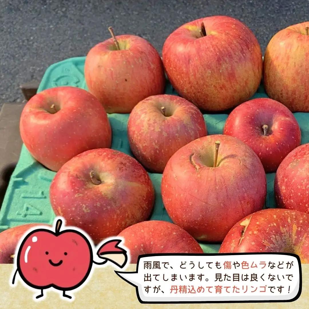 【2026年先行予約】りんご 訳あり サンふじ 約10kg | りんご