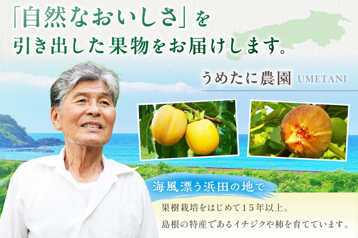 浜田のいちじく懐かしの味！長浜唐柿（蓬莱柿）生食用 約1.4kg 産地直送 ギフト 贈答 新鮮 旬 フルーツ 果物 デザート くだもの＜8月下旬より発送＞【113_2060】