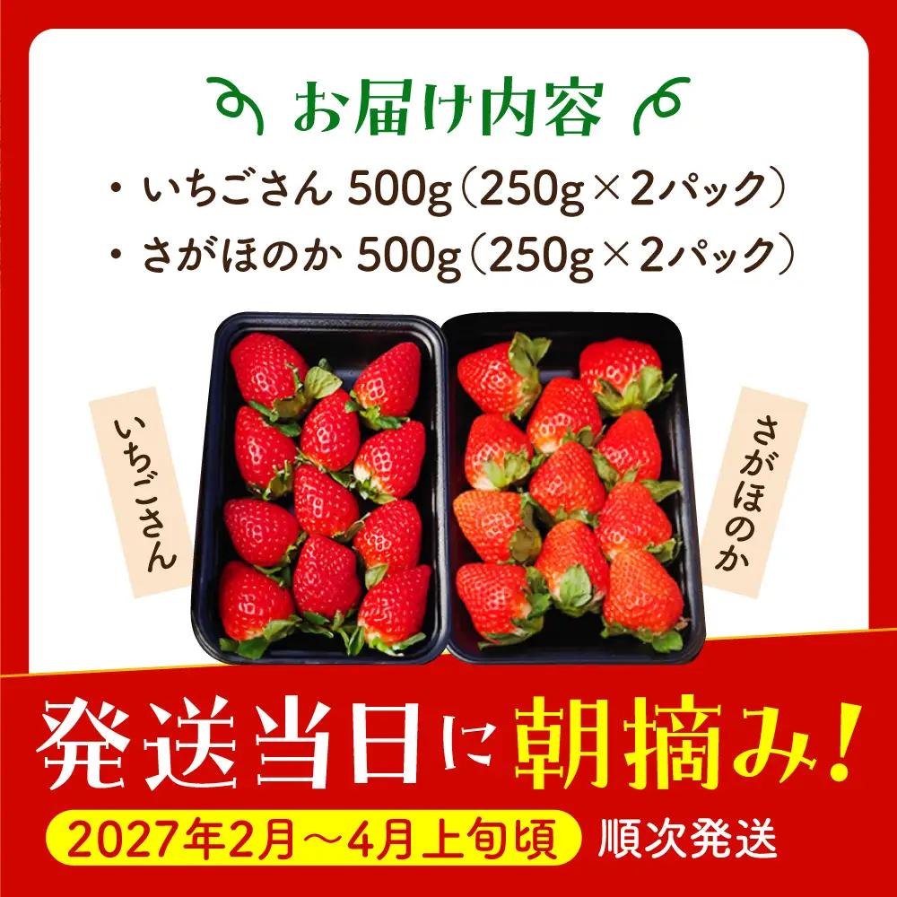 【先行予約】【2?4月発送】いちごさんさがほのか計4パック1kg HAF020 いちご