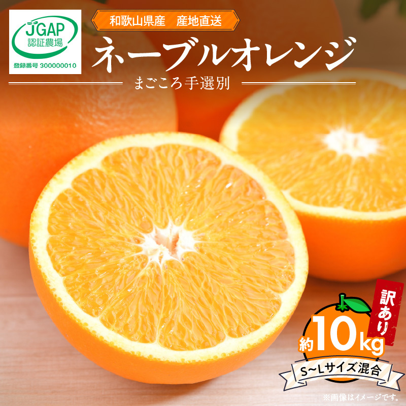 【2027年先行予約】和歌山県産 ネーブルオレンジ 【訳あり 家庭用】10kg サイズ混合 【まごころ手選別】_ZE6445