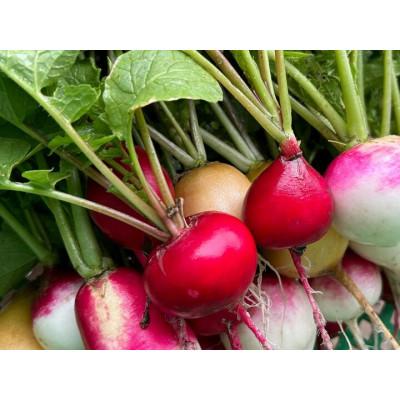 ふるさと納税 塩谷町 旬の野菜セット(品種お任せ 5種類以上) |  | 01