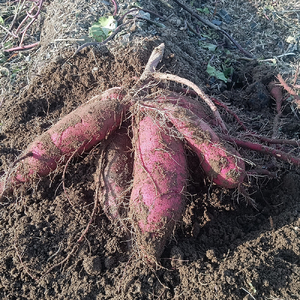 新潟県 加茂市産 紅はるか 【家庭用】 5kg 《順次発送》さつまいも 訳あり 家庭用