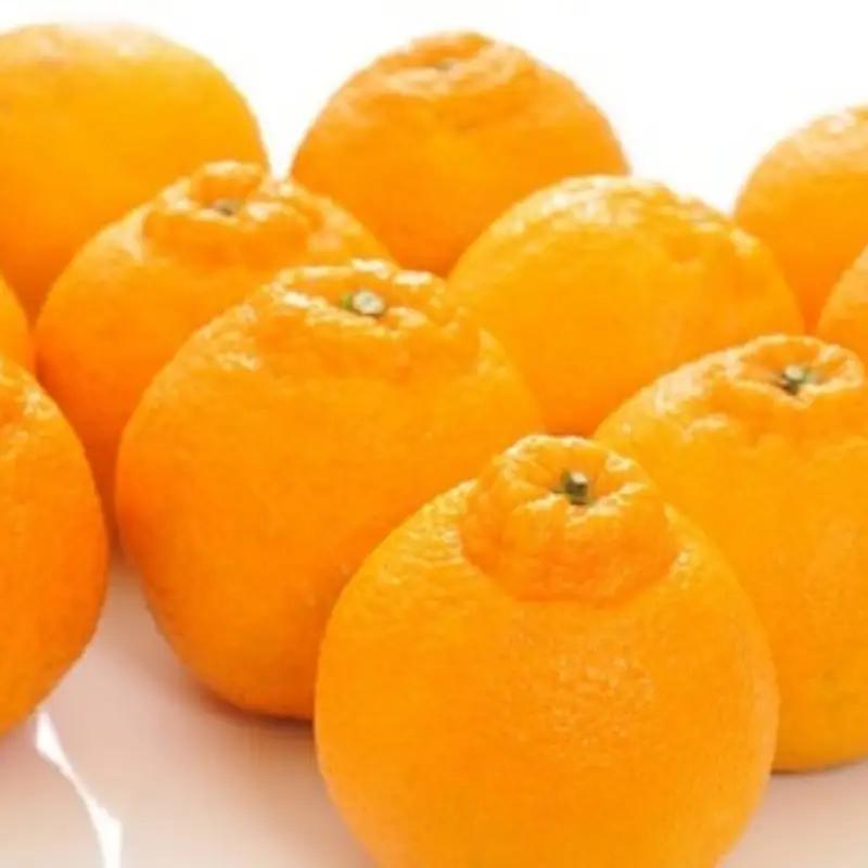 和歌山有田の濃厚デコポン 15～24玉 約5kg 【2027年1月下旬～3月下旬頃に順次発送予定】【AA90229-ard005C】