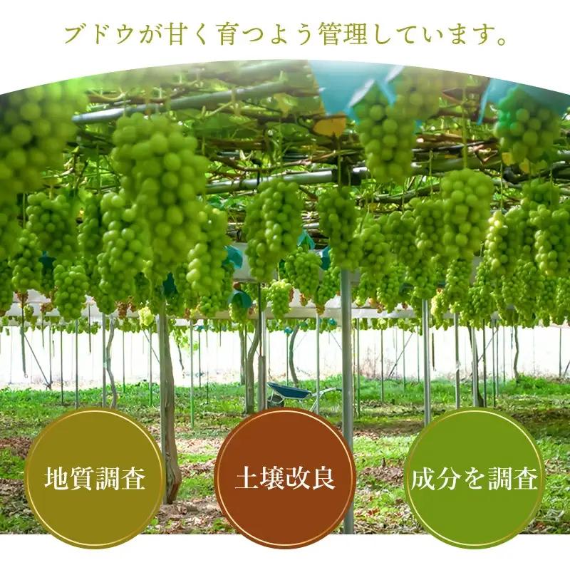 【令和8年産先行予約】鶴岡市産 シャインマスカット 約2kg（2～4房） 　齋藤農園（齋藤 英喜）