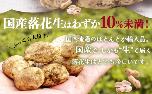 食べ応え抜群の大粒落花生「おおまさり」５００g袋×８袋≪数量限定≫鹿児島県産