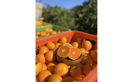 有田みかん LL 5kg ミカン選手権入賞 贈答用 乳酸菌栽培