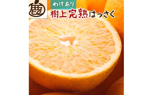 
										
										＜4月より発送＞家庭用樹上完熟はっさく6.5kg+195g（傷み補償分）【有田の春みかん・五月八朔・さつきはっさく・木生りはっさく・きなりはっさく】【光センサー選別】【訳あり・わけあり】
									