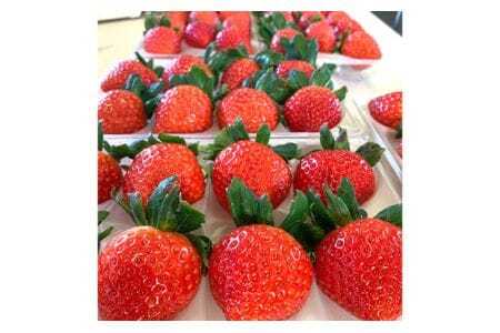 美里町産いちご4P【彩のあまりん】（250g以上×4パック）  [No.191]