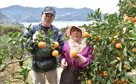【先行受付】【家庭用】不知火（しらぬい） 約5kg ※離島への配送不可（2027年3月上旬より順次発送） IKTAB003 
