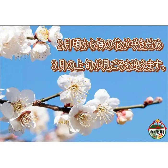 訳あり 【家庭用】紀州南高梅　かつお梅　1.2kg