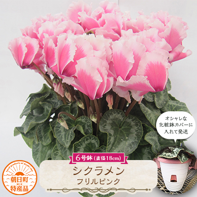 
                  過去に農林水産大臣賞等複数受賞…シクラメン　フリルピンク　6号鉢(直径18cm)底面給水鉢【1361040】
                