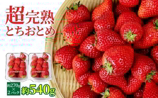 【先行受付：2月以降発送】いちご 「茂木完熟いちご」　矢野農園の とちおとめ レギュラーサイズ 約270g × 2パック 合計 約540g | いちご イチゴ 苺 とちおとめ 完熟 果物 フルーツ 甘い あまい くだもの 旬 産地直送 栃木県産 矢野農園 栃木県 茂木町