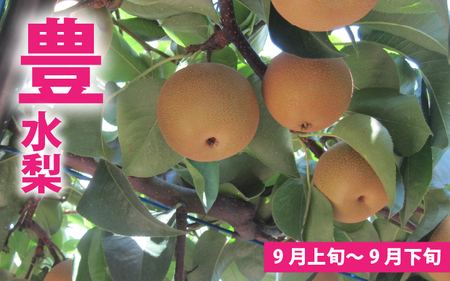 【先行予約】「福井梨」6～8玉 シャキっとした食感♪ あふれ出す果汁！【豊水梨】【2026年9月上旬～9月下旬発送予定】【梨 なし 和梨 先行予約 ナシ フルーツ 甘い みずみずしい 果実 果物 新鮮