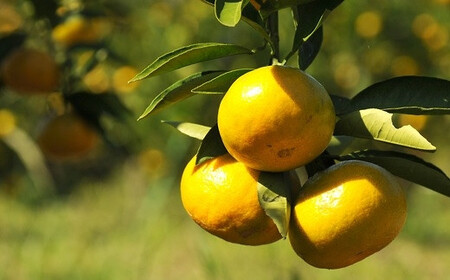 極早生みかん 約5kg S・M・Lサイズ 《赤秀》和歌山県下津町産 産地直送 【北海道・沖縄県・一部離島 配送不可】［Mg21］
