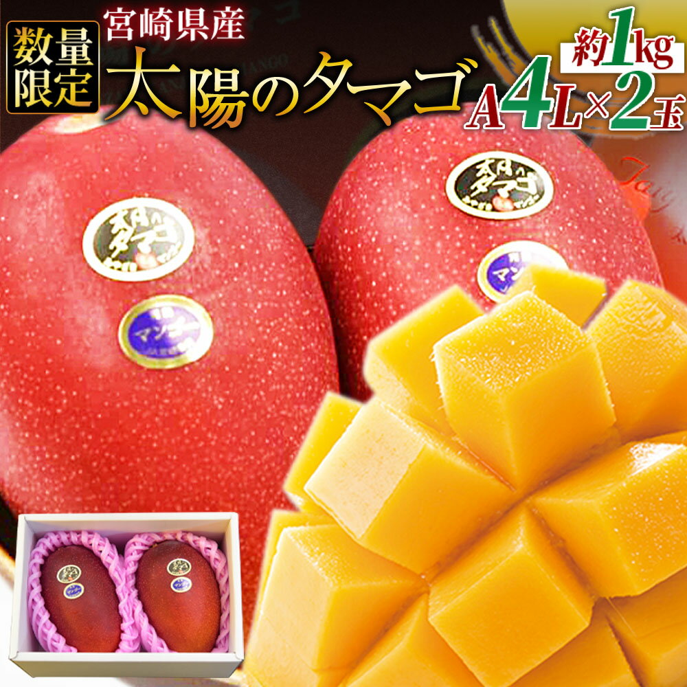 【ふるさと納税】数量限定【2026年発送】＜宮崎県産 太陽のタマゴ A等級 4Lサイズ×2玉（合計約1kg）＞※入金確認後、2026年4月上旬～2025年6月末迄に順次出荷 果物 青果 フルーツ 完熟 マンゴー ギフト 贈答用 季節限定 先行予約 JAみやざき 宮崎県 国富町 0259_ja【冷蔵】