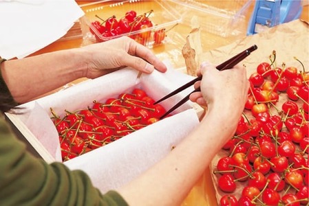 《先行予約》2025年 山形県産 佐藤錦 バラ詰め（パック）1kg やまのべ多田耕太郎のさくらんぼ サクランボ F20A-048