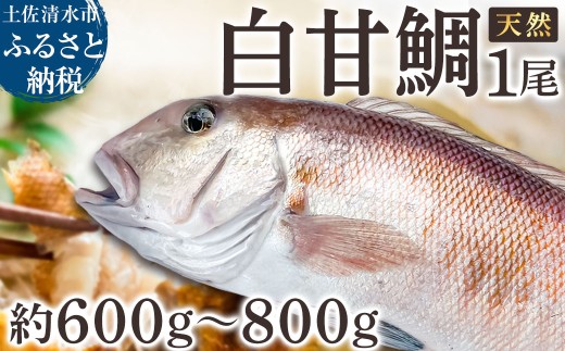 天然 白甘鯛 1尾（約600g～800g）※下処理なし・指定日不可※ 希少 高級魚 白アマダイ タイ 鯛 甘鯛 あまだい 刺身 お刺身 刺し身 丸ごと 1本 １尾 お造り 冷蔵 高知【R01545】