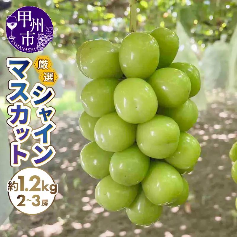厳選シャインマスカット 約1.2kg（2～3房）【2026年発送】（SFN）B-1012 シャインマスカット フルーツ