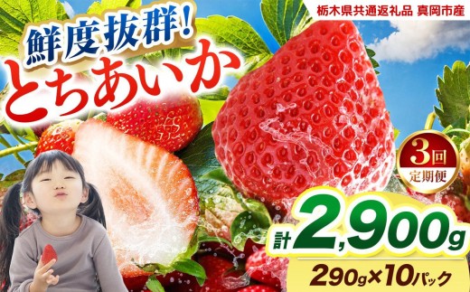 【2027年先行予約】〔定期便3回〕鮮度抜群 いちご とちあいか 290g×10P【栃木県共通返礼品 真岡市産】 栃木県矢板市