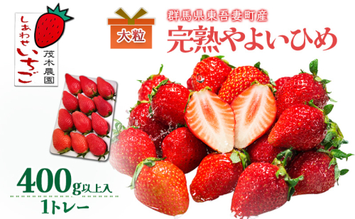【贈答用】やよいひめ 1トレー（400g以上） いちご  ストロベリー 果物 くだもの フルーツ ギフト プレゼント 群馬県 東吾妻町