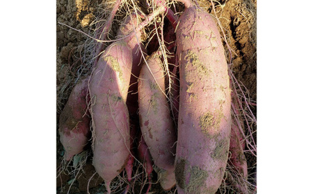 No.407 つぼ焼き芋2kg