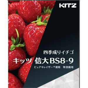 長野県茅野市産　いちご　キッツ苺/信大BS8-9  500g (250g×2パック)【配送不可地域：離島・北海道・沖縄県・中国・四国・九州】【1596532】