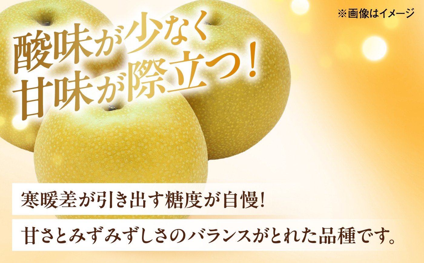 梨 なし ナシ 和梨 果物 フルーツ 国産梨 ナシ なし 幸水 こうすい みずみずしい 甘い ジューシー 旬 大容量
