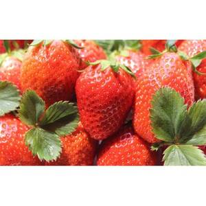 金井いちご農園　やよいひめ　8パック【配送不可地域：離島・北海道・沖縄県・中国・四国・九州】【1691428】