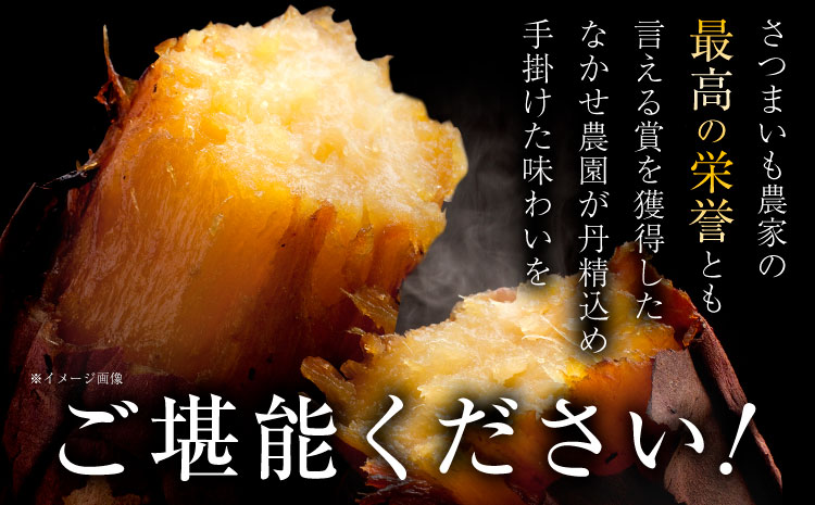 芋 熊本 県 大津 町産 なかせ 農園の蔵出しベニーモ 選べる 約 1.5kg (大中小サイズ不揃い)《1-5営業日以内に出荷予定(土日祝除く)》 さつま いも さつま芋 芋 紅 はるか スイート ポ