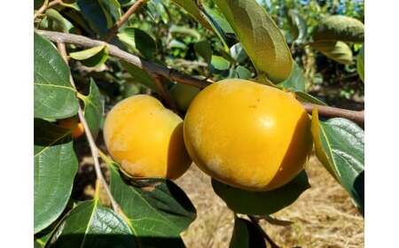 柿 贈答用 5kg 富有柿 次郎柿