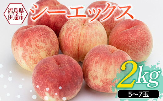 
            福島県産 伊達市で開発 シーエックス 2kg 2025年10月上旬～2025年10月中旬発送 2025年出荷分 先行予約 予約 大玉 固め 伊達の桃 CX 桃 もも モモ 果物 くだもの フルーツ 国産 食品 F20C-151
          