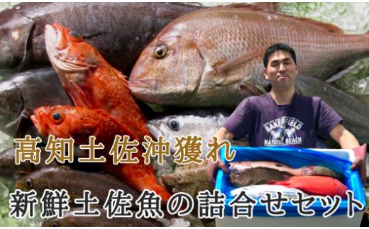新鮮土佐魚の詰合せセットD