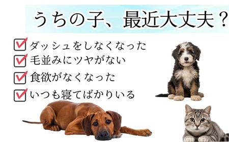 ペット用 サプリメント 【サメダッシュ！】 360粒 ペット用 エイジングケア スクアレン 99％以上配合 サプリ 千葉県銚子市