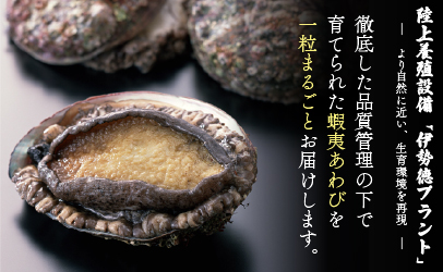 蝦夷あわび アヒージョ味(75g×1)[46-1385]