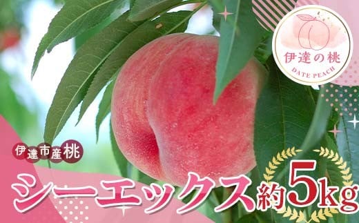 【2026年出荷分先行予約】福島県産 シーエックス 約5kg (9～18玉) サトー農園 大玉 固め 伊達の桃 桃 フルーツ 果物 もも モモ momo F21C-227