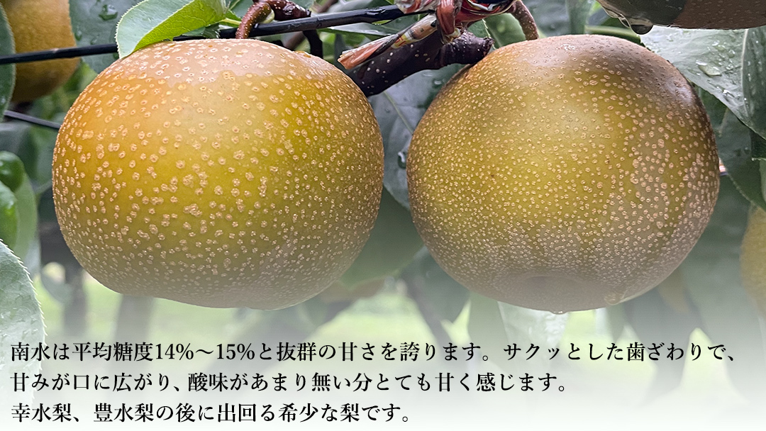 【 先行予約 】茨城県産 梨 南水 約5kg 11玉～16玉( 茨城県共通返礼品 : 常陸太田市 )【 2025年 9月中旬頃より発送 】 フルーツ 果物 国産 日本産 梨 ナシ なし 和梨 期間限定 数量限定