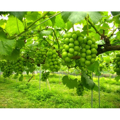 園主が厳選した「シャインマスカット」【配送不可地域：離島・北海道・沖縄県】