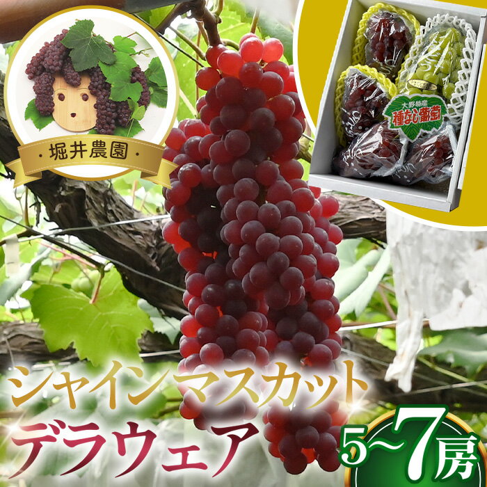 【ふるさと納税】No.310 シャインマスカット1房とデラウエアの詰め合わせ / 皮ごと食べられる 甘い セット 果物 果実 フルーツ ブドウ ぶどう 葡萄 送料無料 大阪府
