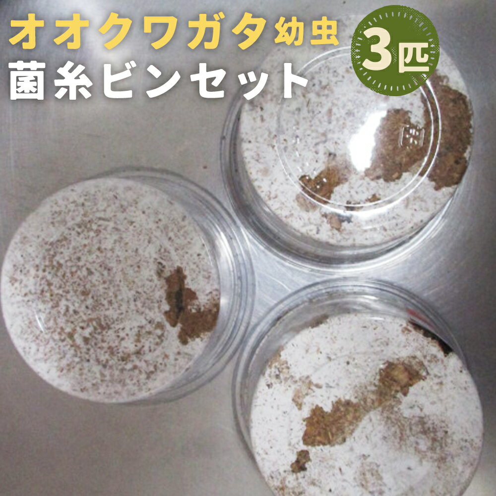 【ふるさと納税】オオクワガタ 幼虫 菌糸ビンセット 3匹 育成 飼育 昆虫 時津町 長崎県 送料無料