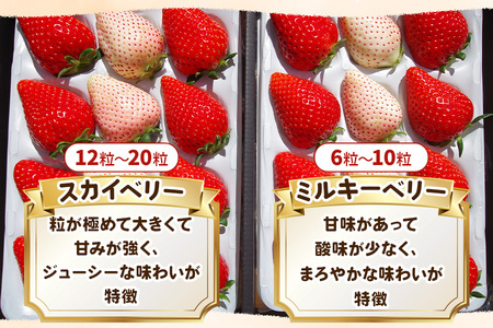 紅白ギフト！スカイベリー ミルキーベリー 食べ比べデラックス《12月下旬より順次発送》｜いちご 苺 フルーツ 果物 産地直送 [0394]