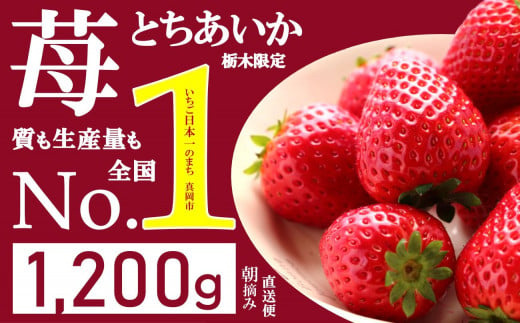 
人気超上昇!! とちあいか いちご 1200g ( 4パック ) 期間限定 数量限定｜ いちご日本一 ミス苺 応援 農林水産省 最多獲得 苺 ストロベリー 人気 果物 フルーツ 真岡市 栃木県 限定品種 送料無料 1月 2月 3月発送 | 10,000円 1万円 | 大小混合 サイズ 小分け
