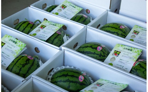 【2026年5月上旬～5月下旬迄順次発送予定】【上村農園】 小玉すいか 約2.5kg1玉 ひとりじめ  春スイカ 植木 スイカ