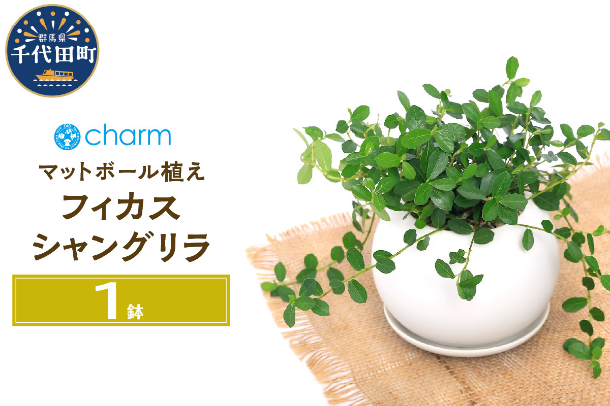 
観葉植物 フィカス シャングリラ つる性ガジュマル マットボールＭ植え（１鉢） 受皿付 軽石砂 北海道冬季発送不可 群馬県 千代田町 インテリア ナチュラル 自然 プレゼント ギフト 贈答用 送料無料 趣味 風水 緑 人気 オススメ 初心者 玄関 自家栽培 株式会社チャーム
