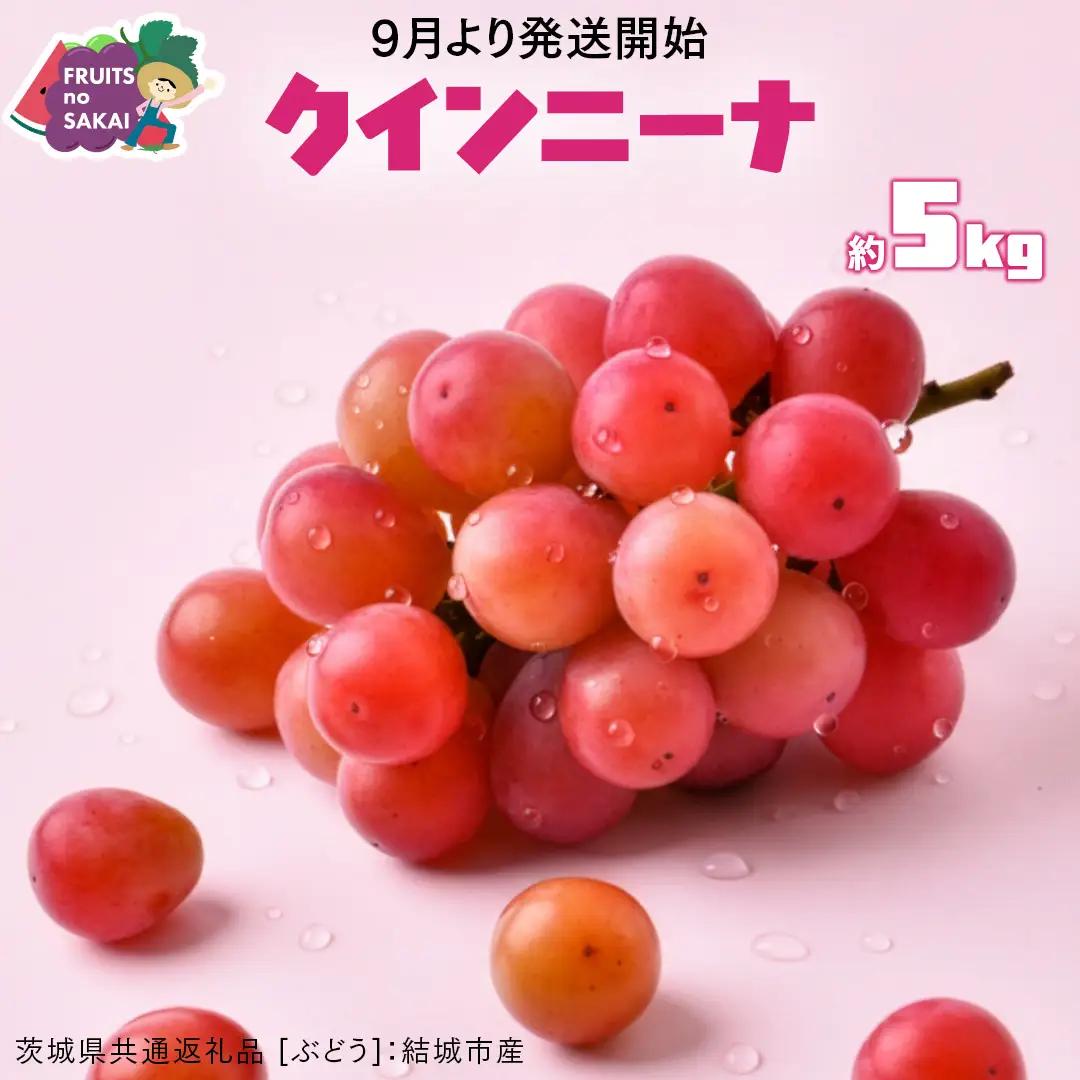 クインニーナ 約5kg （約8～12房）【2026年8月より発送開始】（茨城県共通返礼品 [ぶどう]：結城市産）