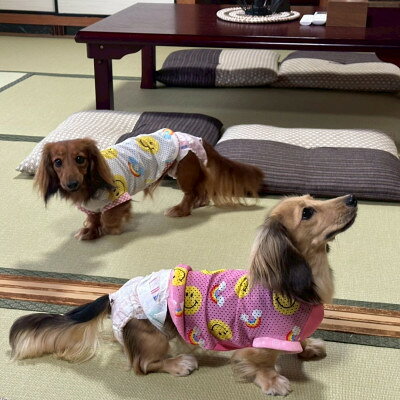 【ふるさと納税】わんちゃんと泊まれる　一棟貸しの宿(2名1室　小型犬3頭までOK)【1770500】