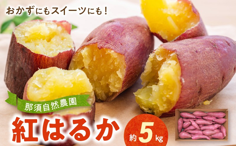 
                  那須自然農園 「紅はるか」約5㎏ _U15-0555
                